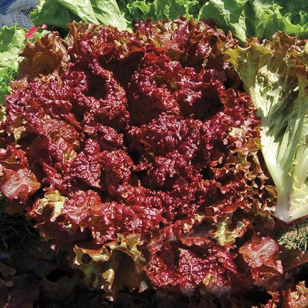 Lettuce Lollo Rossa Vegetable Seeds