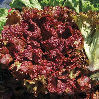 Lettuce Lollo Rossa Vegetable Seeds