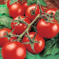 Red Tomato Vegetable Seeds for Planting - heirloom & Non GMO Seeds