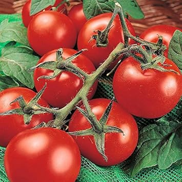 Red Tomato Solanum lycopersicum seeds for garden planting