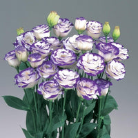 Eustoma Lisianthus Multi-Color Flower - for planting in home garden