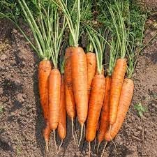 Carrot Seeds for Planting, 100 pcs