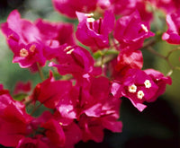 Burgundy Bougainvillea Flower Seeds – Heirloom and Non-GMO Seeds for Lush Garden