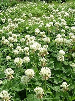 Organic White Trifolium Repens Plant Seeds for Planting – Heirloom, Non-GMO