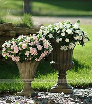 Purple Vinca Periwinkle Flower Seeds – Heirloom Non-GMO Seeds for Stunning Garden Blooms