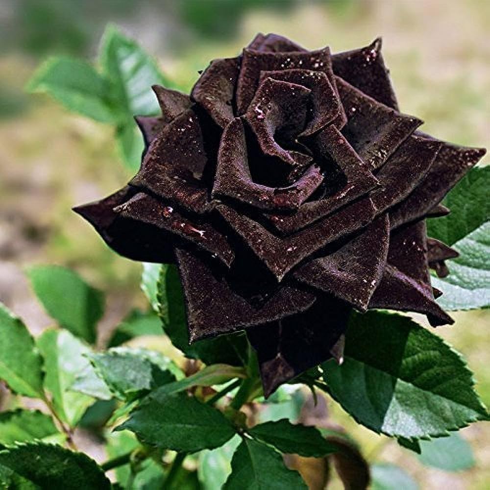 Black rose flowers grown from seeds with deep, velvety petals and dramatic appeal