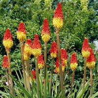 Poker Flower Seeds for Planting - 100 pcs