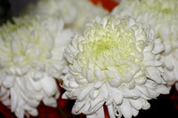 Crisantemo Flower Seeds for Planting - 100 pcs