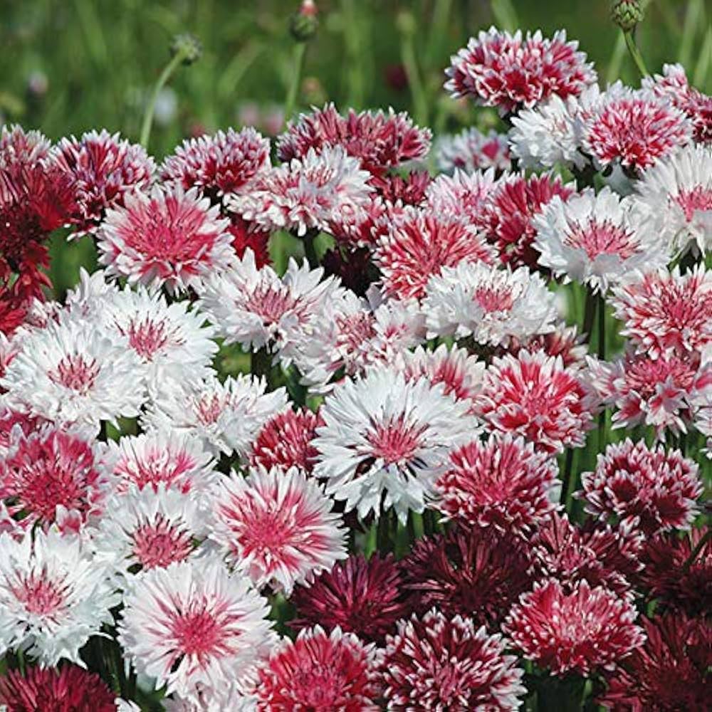 Cornflower- Classic Romantic