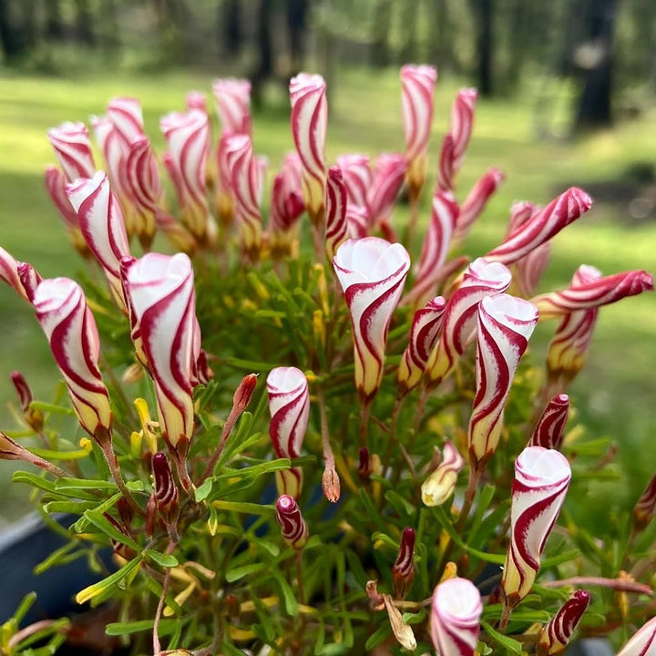 Oxalis Versicolor Flower Seeds – Heirloom, Non-GMO Seeds for Planting Striking Garden Blooms
