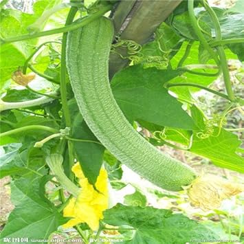 Green Sponge Gourd Luffa aegyptiaca for planting in vegetable patch