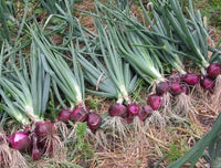 Onion Allium cepa Vegetable Seeds for Planting Red Burgundy Variety in Kitchen Garden