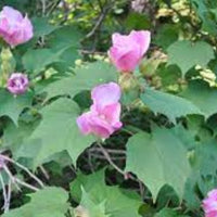 Phlox flower Phlox drummondii Rosa Stella seeds for planting in home garden beds or sunny borders