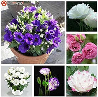 Violet Perennial Seeds for Planting – Organic, Heirloom, Non-GMO Flower Seeds