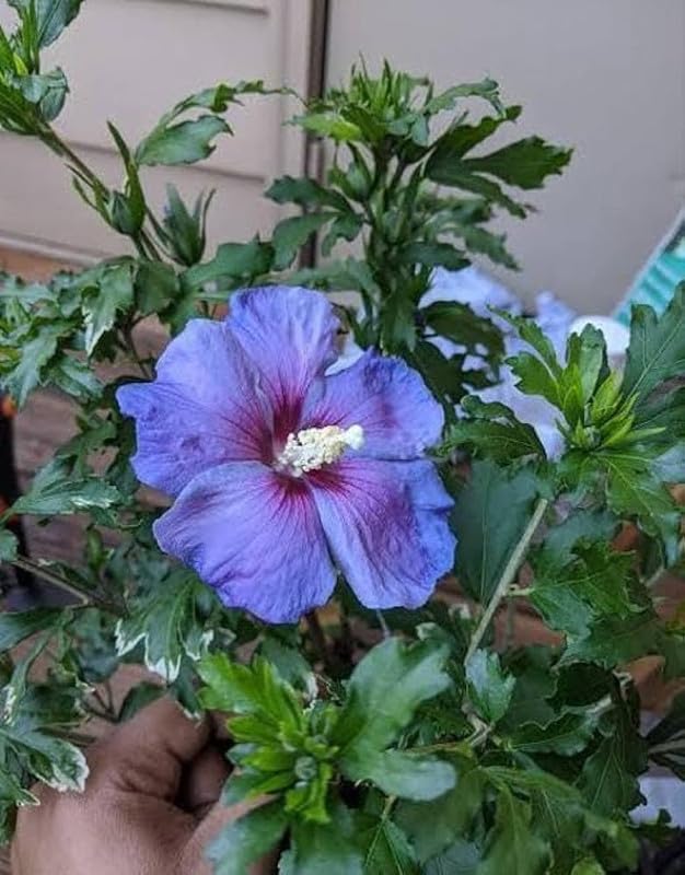 Giant Hibiscus Flower Seeds Sky Blue