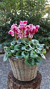 Pink Cyclamen Flower Seeds for Home & Garden