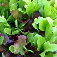 Mesclun Mix Lettuce Salad Vegetable - for planting in home garden