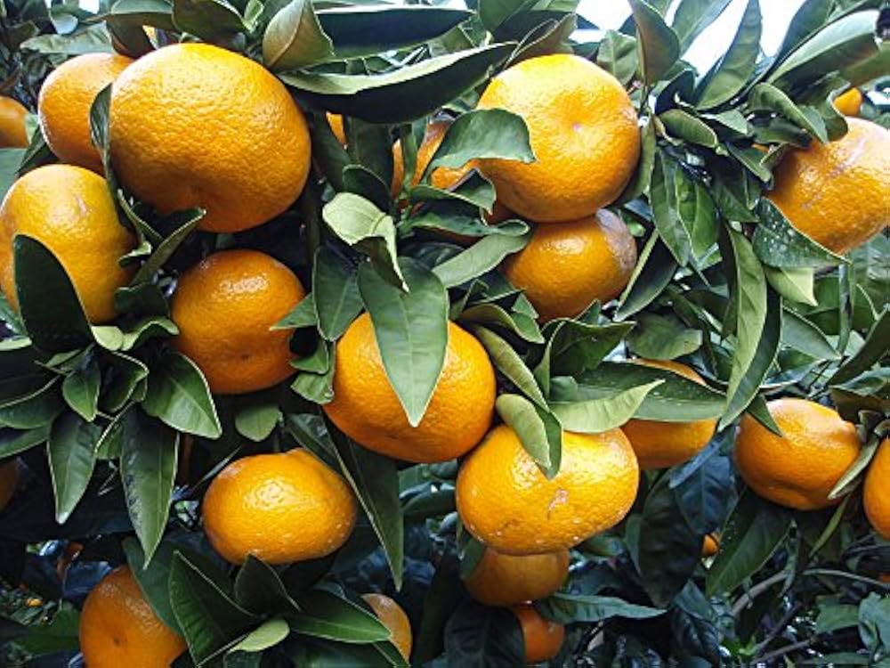 Orange Seeds
