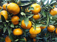 Orange Seeds