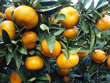 Orange Seeds