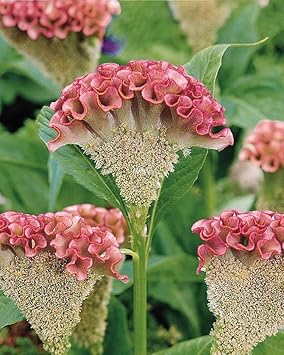 Cristata Flower Seeds – Heirloom Non-GMO Celosia Blooms for Colorful Garden Planting