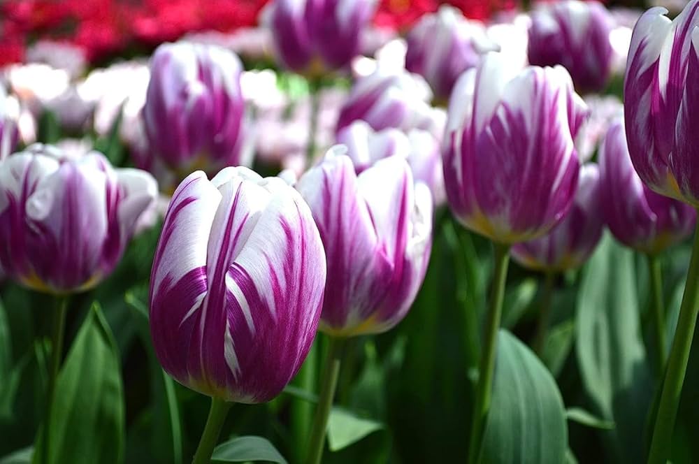 Flaming Flag Tulip Seeds