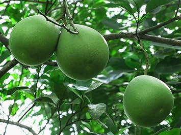 Green pomelo Citrus maxima seeds for citrus garden