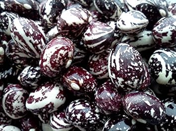 Green Stallard Bean Phaseolus vulgaris seeds for garden planting