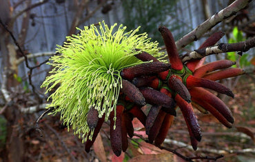 Eucalyptus Lehmannii Flower Seeds for Planting -Heirloom & Non-GMO Seeds for planting