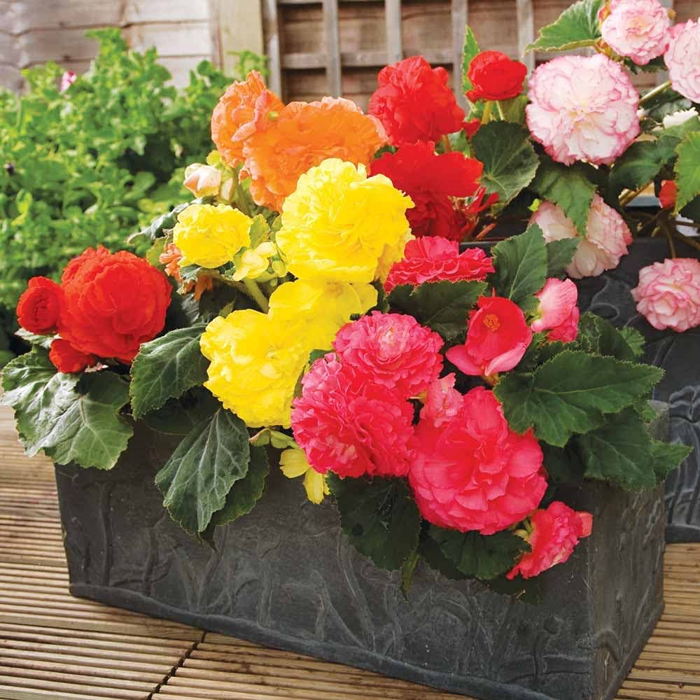 Begonia Mixed Colors Shade-Loving Flower Seeds for Garden