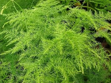 Asparagus Plumosa fern seeds for garden planting