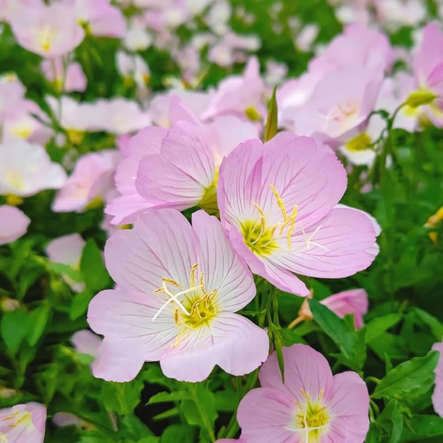 Primrose Primula Malacoides Pink Flower Seeds