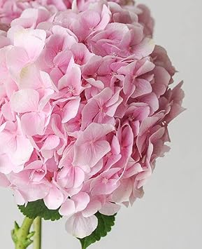 Heirloom Baby Pink Hydrangea Flower Seeds, Non-GMO Soft Blooms for Planting