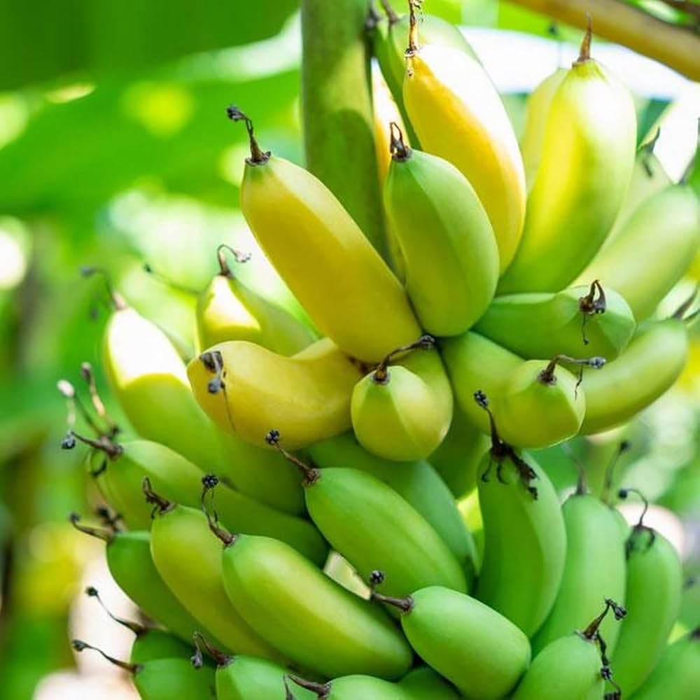 Banana Rare China Fruit - for planting in home garden