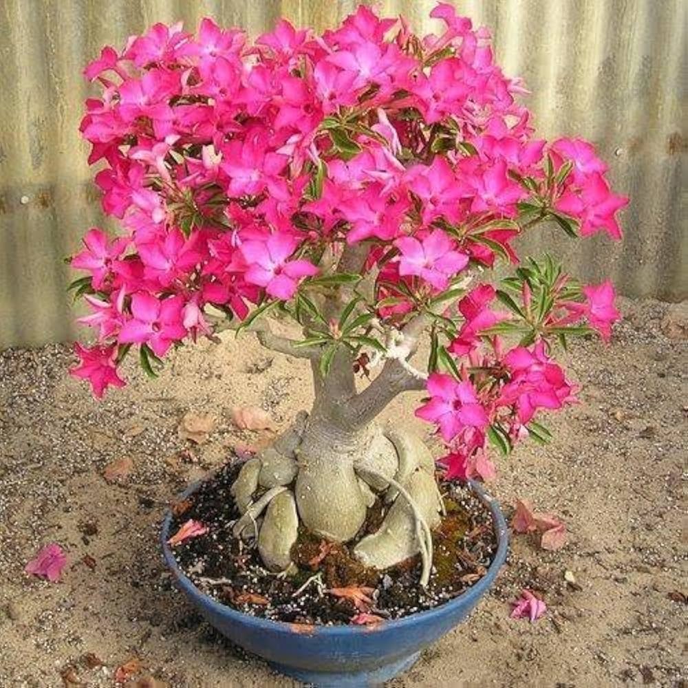 Adenium Obesum Rainbow Desert Rose grown from seeds with vivid multicolored trumpet-shaped flowers