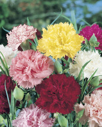 Dianthus Caryophyllus Rare Carnation Flower Seeds