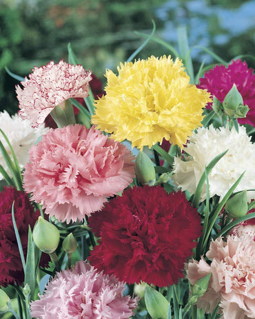 Dianthus Caryophyllus Rare Carnation Flower Seeds