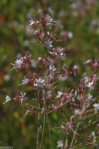 Gaura biennis seeds – beeblossom with pink-white fluttering blooms