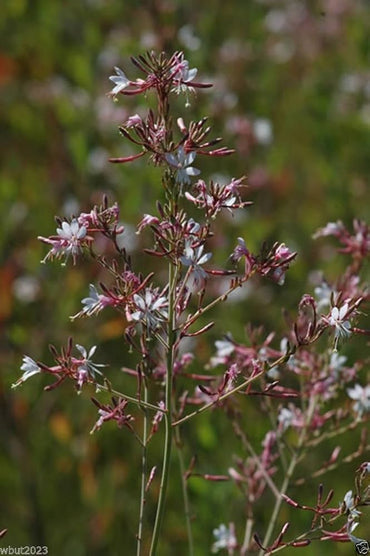 Gaura biennis seeds – beeblossom with pink-white fluttering blooms