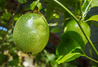Passion Fruit Seeds for Cultivating Tangy and Refreshing Tropical Fruit 100 pcs