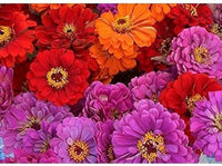 Mixed Magellan Flower Seeds for Planting - 100 pcs