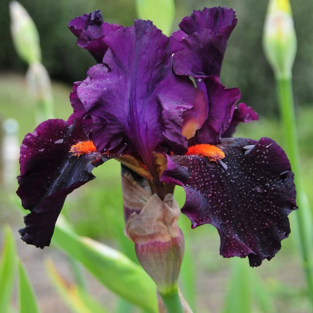 Sharp Dressed Man Bearded Iris Seeds