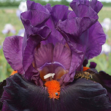 Sharp Dressed Man Bearded Iris Seeds
