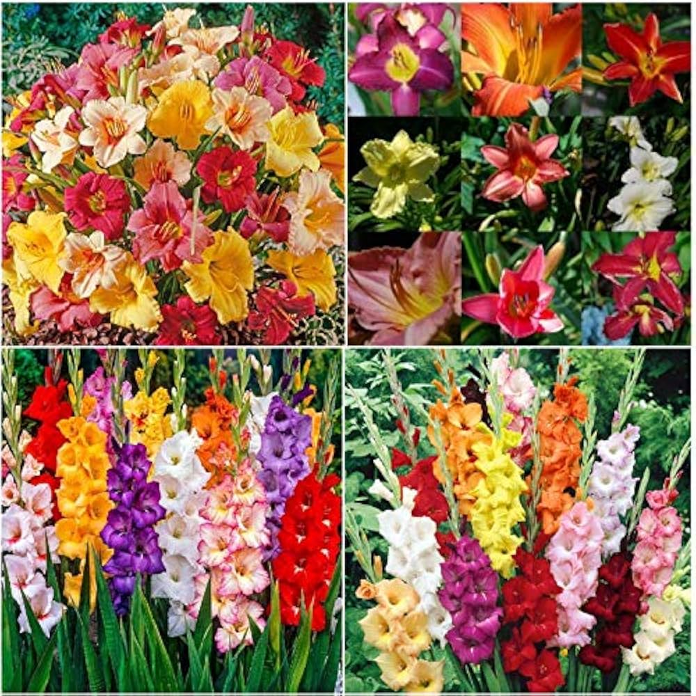 Dwarf Gladiolus Collection