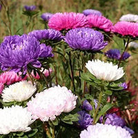 Mixed Chrysanthemum Flower Seeds for Indoor & Garden