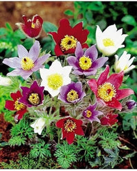 Heirloom Non-GMO Mixed Anemone Pulsatilla Flower Seeds for Planting – Colorful Perennial Bloom Seeds