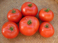 Estiva – Tomato Seed