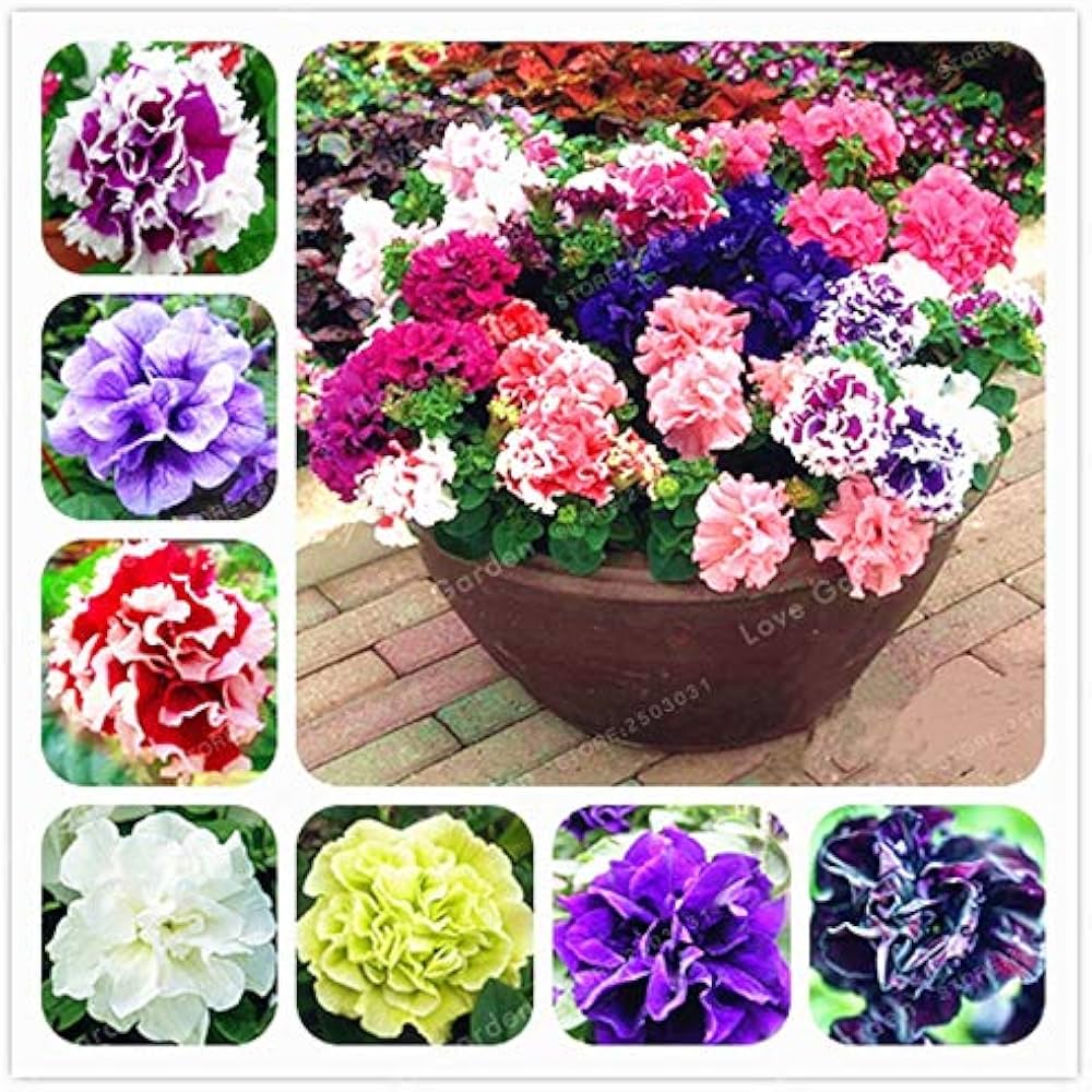 Petunia Double Petal Short Flower Seeds