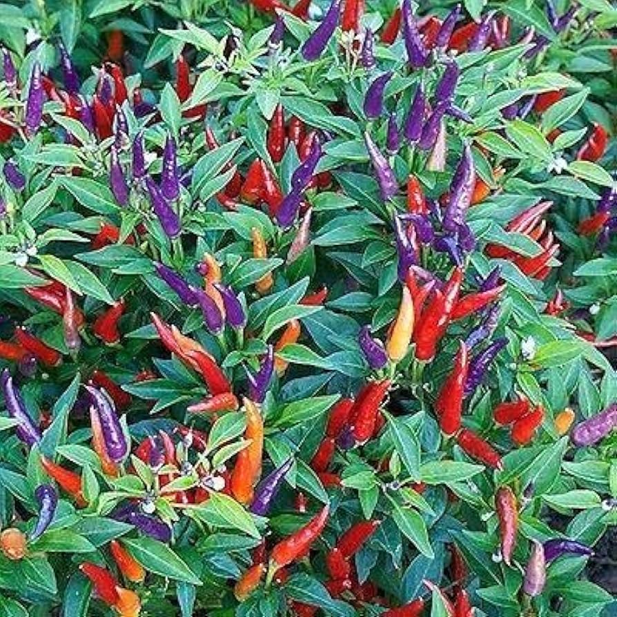 7 Pot Jonas pepper Capsicum chinense organic hot vegetable seeds for planting in sunny backyard garden
