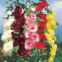 Hollyhock flower Alcea rosea summer carnival mixed color seeds for planting in backyard garden or containers
